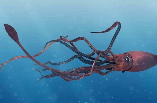 Okeanda mövcud olan qəribə varlıq belə görüntüləndi - VİDEO