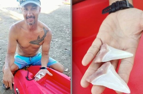 Любовь человека к акуле оставила рыбу без зубов - ФОТО