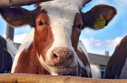 В Японии умерла первая в мире клонированная корова