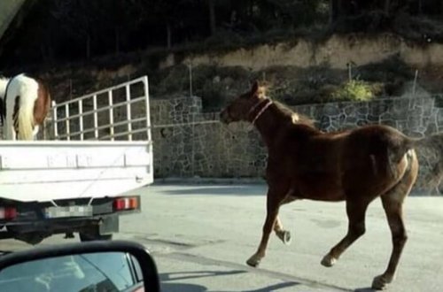 35 yaşlı qadını ata bağlayıb sürüdülər, sonra... - Azərbaycandakı bu olay hamını DƏHŞƏTƏ GƏTİRƏCƏK