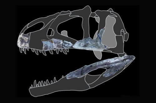 В Таиланде открыли новый вид гигантского хищного динозавра