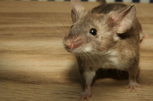 В Саатлы мышь обчистила кассу магазина и спрятала добычу в своей норе – ВИДЕО