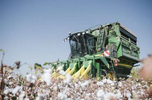 Pambıq qəbulu məntəqələrinə bu günədək 130 min tondan çox məhsul təhvil verilib