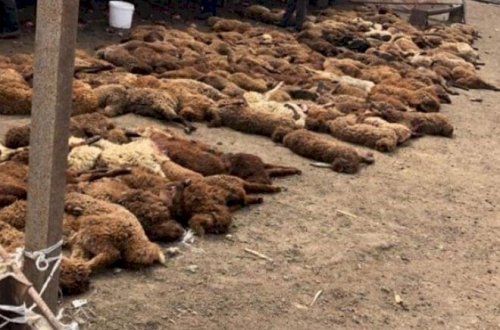 Zaqatalada dəhşət: canavarlar 40 qoyunu parçaladı