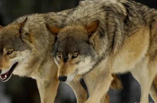 В Загатале волки растерзали 40 овец