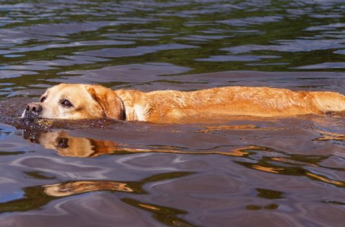 В Баку сотрудники МЧС извлекли из водоема тонущую собачку