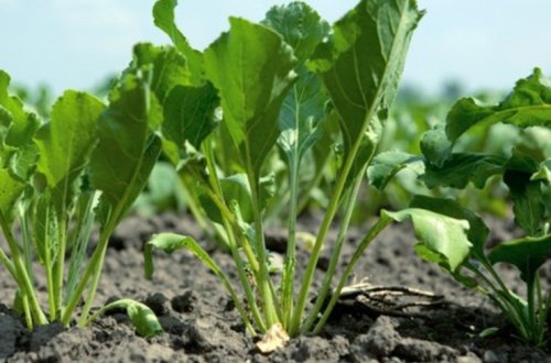 Respublikada tütün və şəkər çuğuduru yığımı davam edir