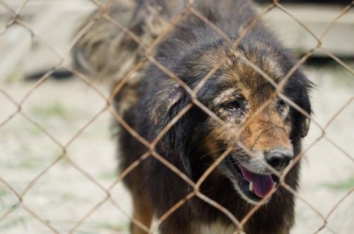 Девушки из Хачмаза содержат приют для уличных собак - ФОТО