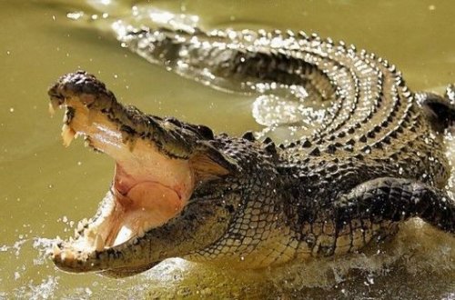 Крокодил растерзал женщину по пути в церковь