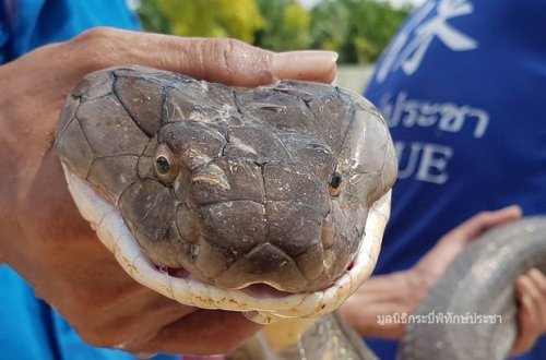 Спасатели голыми руками поймали четырехметровую змею - ФОТО