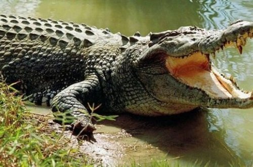 Tanzaniyada dəhşət - Timsah 12 yaşlı oğlanı dostunun gözü qarşısında yedi