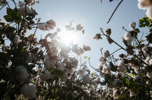 Bu günədək qəbul məntəqələrinə 183 min tondan artıq pambıq təhvil verilib