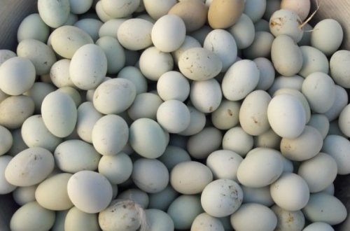 Biri 5 manata satılan yaşıl yumurta Azərbaycanda — Ağdan fərqi nədir?