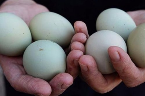 В чем особенность зеленых яиц?