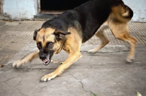 Bakıda dəhşətli hadisə: İt 4 yaşlı uşağı parçalayaraq öldürdü