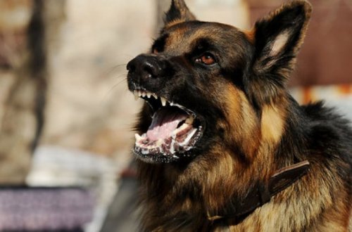 В Баку четырехлетний ребенок погиб в результате нападения собаки