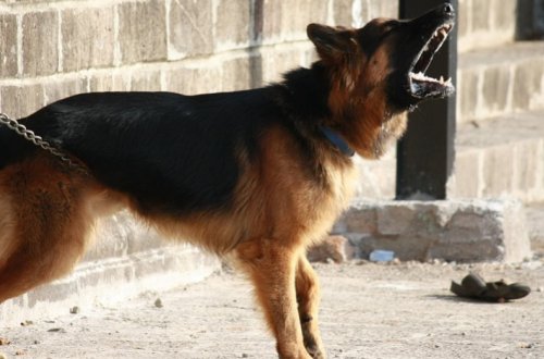 Bakıda it dişləməsindən ölən dörd yaşlı uşaqla bağlı təfərrüat