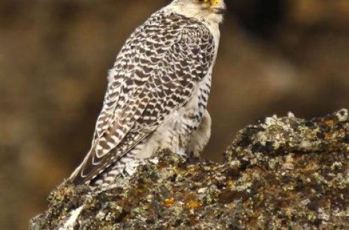 Putinin hədiyyə etdiyi qeyri-adi quşun yumurtadan çıxma anı - VİDEO