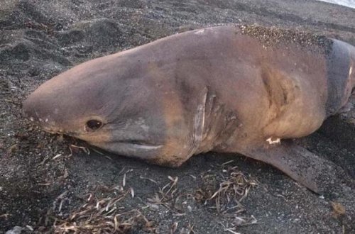 Türkiyədə tutulan akula sakinləri şoka saldı - FOTO