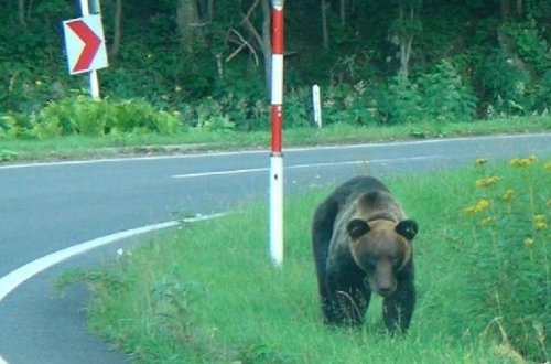 В Японии голодный медведь пришел в город и покалечил четырех человек