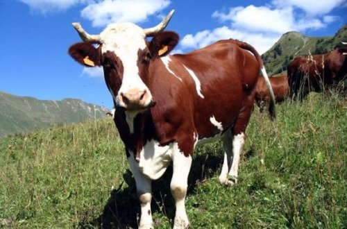 Gəncədə inək sahibini gözsüz qoydu