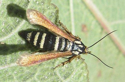 Yeni həşərat növü tapılıb