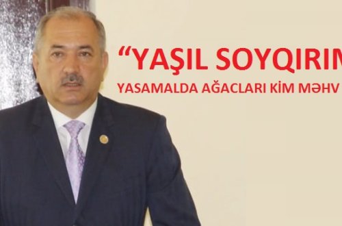 “YAŞIL SOYQIRIM”: YASAMALDA AĞACLARI KİM MƏHV EDİR? – VİDEO + FOTO