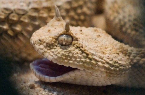 Azərbaycanda əjdaha başlı ilan görənləri şoka saldı - VİDEO