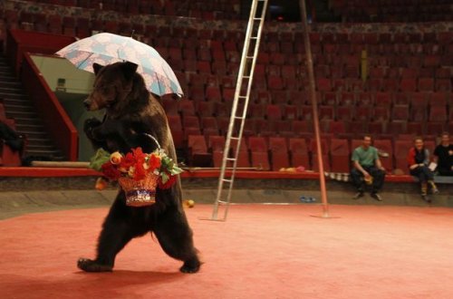 Медведь напал на дрессировщика на глазах у зрителей - ВИДЕО
