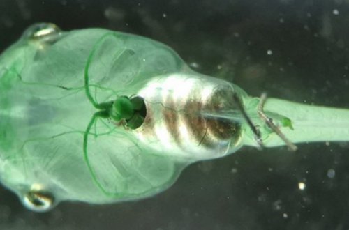 Инъекция водорослей поможет телу вырабатывать кислород на свету