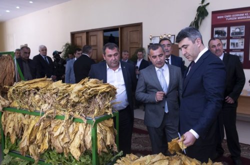 Oğuzda “Tütünçülük-2020: qarşıda duran vəzifələr” mövzusunda respublika müşavirəsi keçirilib