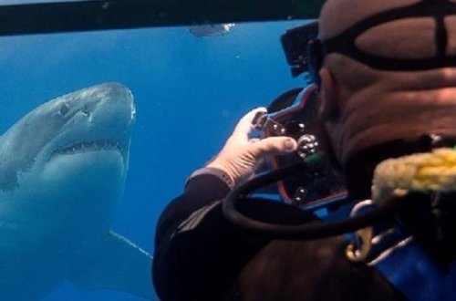 Dünyanın ən qorxmaz fotoqrafından köpək balıqlarını canlandıran 10 – FOTO