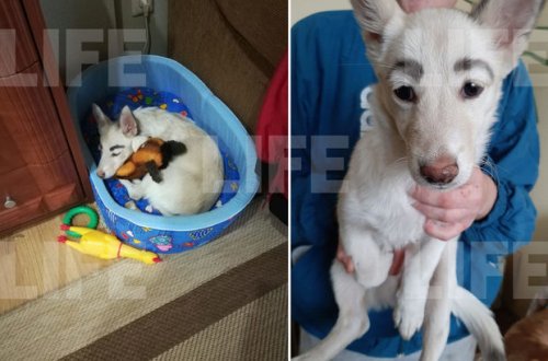 Qeyri adi qaşları olan iti “Frida” adlandırdılar – VİDEO