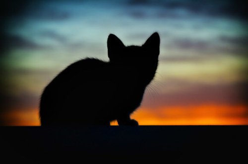 2500 yaşı olan pişik mumiyasının içindəkilər HEYRƏTLƏNDİRDİ - FOTO