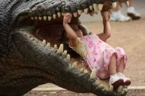 11 yaşlı qız timsaha hücum edib rəfiqəsini xilas etdi