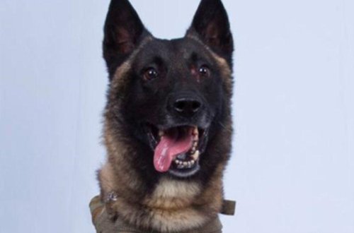 Tramp Bağdadinin gizləndiyi tunelə girən itin FOTOsunu yaydı