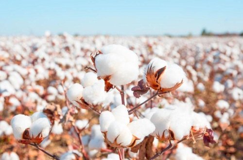 PROQNOZ - Bu il ölkədə pambıq yığımı rekord həddə olacaq