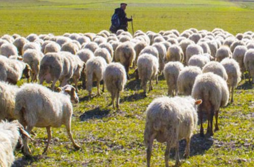 Göygöldə çoban itkin düşüb