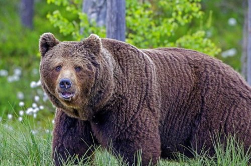 В Габале задержан продавец медвежатины