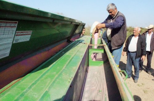 Beyləqanda intensiv yemçilik layihəsi həyata keçirilir