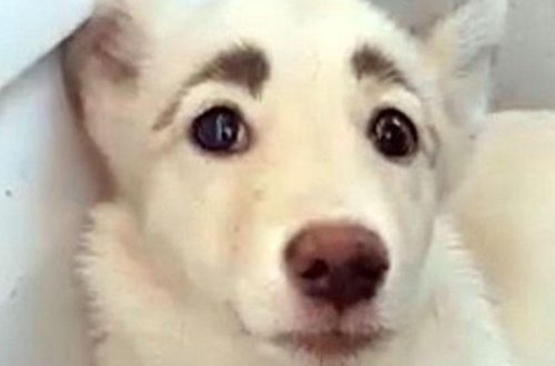 İnsan qaşlı itin şəkli paylaşım rekordu qırır - FOTO