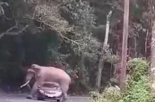 Fil avtomobilin üstünə uzandı - VİDEO