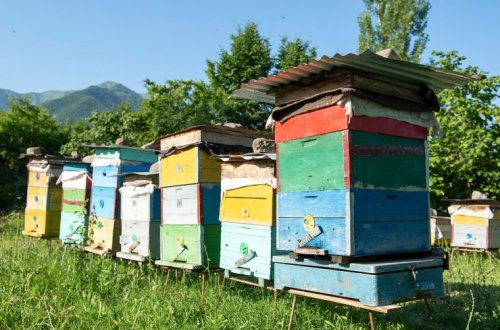 Arı ailəsi qışa necə hazırlanmalıdır? - Fermerlərə tövsiyə