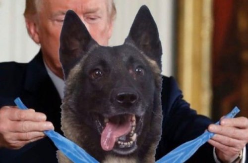 Tramp qəhrəman iti uydurulmuş ordenlə təltif etdi - FOTO