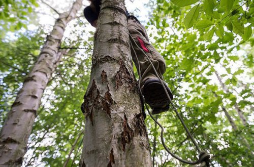 Zaqatalada kişi ağacından yıxılıb öldü