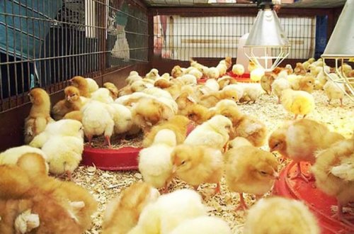 Quşların yemlənmə və saxlanma gigiyenası-Fermerlərə tövsiyə