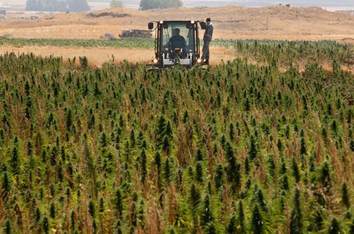 SSRİ çətənə istehsalından necə gəlir götürürdü