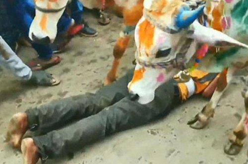 Şans gətirməsi üçün inəklərə özlərini tapdaladırlar