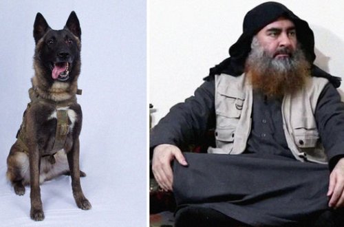 Tramp özünü əl-Bağdadinin zərərsizləşdirilməsində fərqlənmiş itlə müqayisə etdi