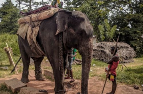 На Шри-Ланке от усталости умер слон, катавший туристов - ВИДЕО